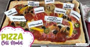 Como fazer um modelo simples de célula de pizza (6 etapas fáceis!)